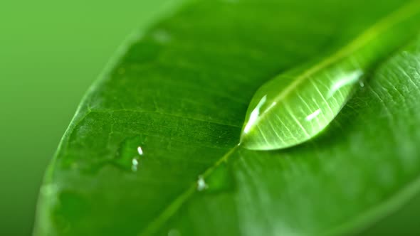 Super Slow Motion Shot of Water Drop Flows Down on a Leaf alt