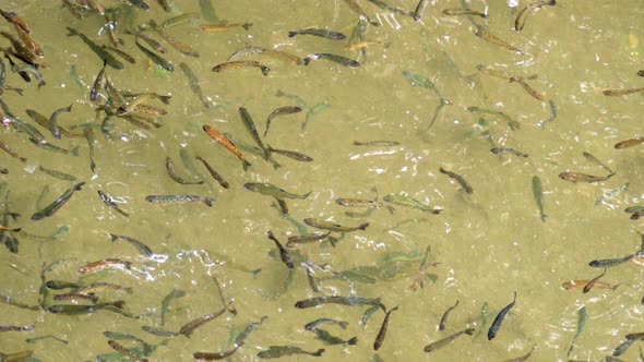 Slow Motion Of Freshwater Fish Flock In The Rearing Pond alt