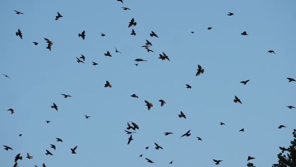 Flock of birds, Starlings (Sturnus vulgaris) surrounding their sleeping tree. France alt