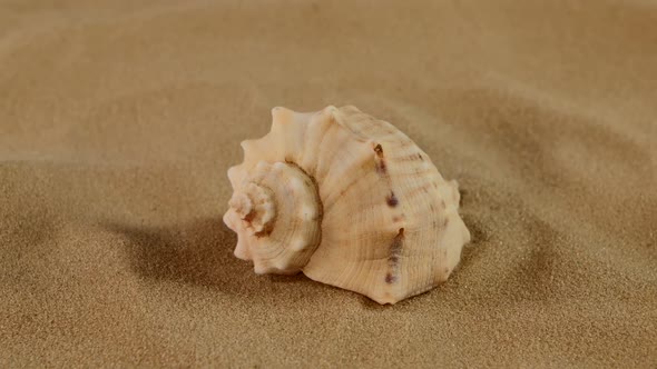 Side of Usual Marine Seashell on Sand, Rotation, Close Up alt