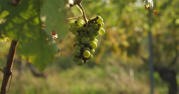 Vineyard grape with noble  rot close-up, slowmotion handheld 4K