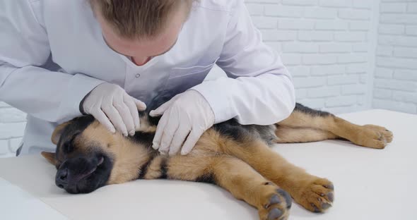 Vet Doctor Doing General Diagnostic of Sleepy Puppy alt