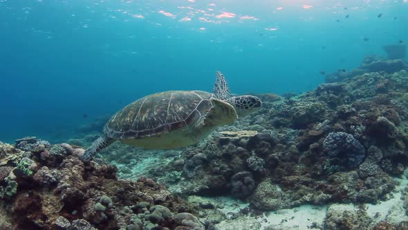 Turtle casually swimming through the ocean alt