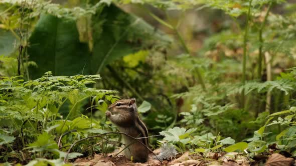 Closeup of a Small Curious Chipmunk Eating a Flower Leaf Standing on Its Hind Legs and Holding on To