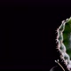 Round cactus on black background - VideoHive Item for Sale