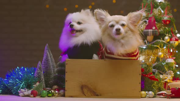 cute pretty chihuahua and pomeranian lap dog sit relax with christmas tree