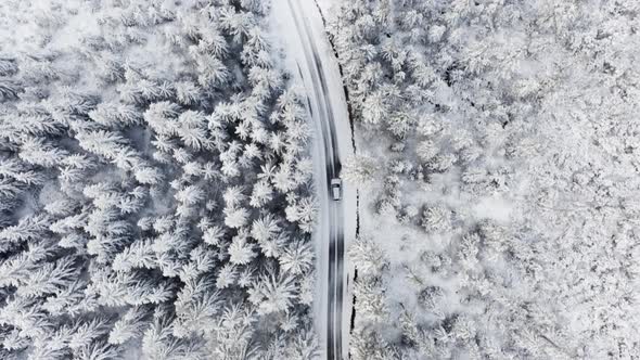Road Passing Along Snowy Road Surrounded By Forest Pine Trees alt
