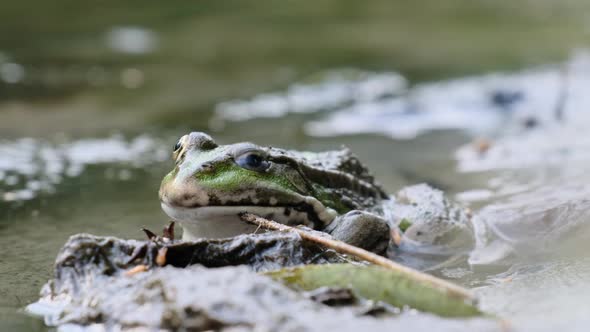 Green Frog Sits on the Shore By the River Extreme Close Up Portrait of Toad alt