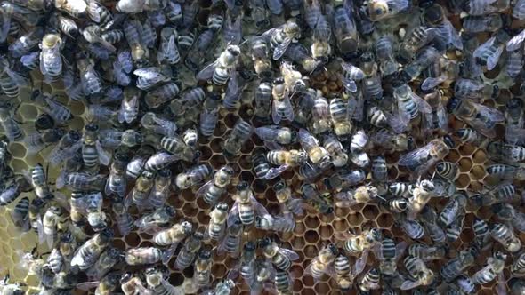 Flying Bees Collect Honey on a Private Apiary