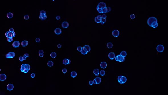 Ultra Violet Bubbles Flying in the Dark