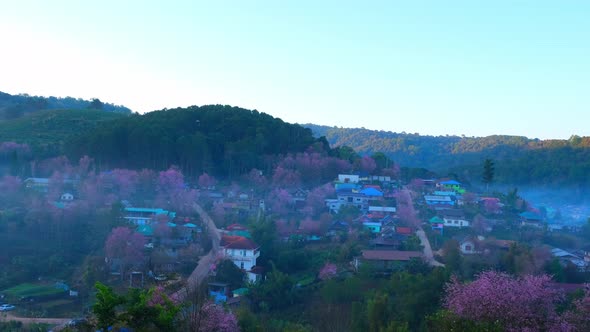 4K : Timelapse of a rural village with beautiful Wild Himalayan Cherry alt