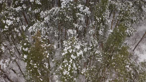 Falling Snow From Tops Of Trees In The Forest alt