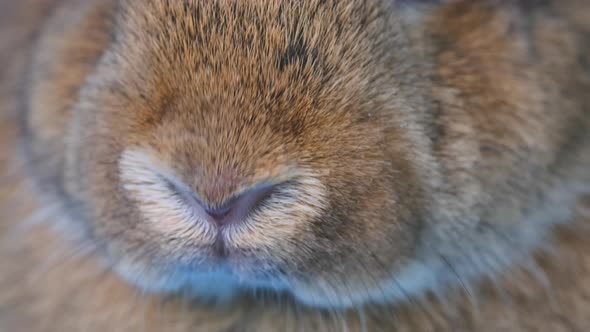 Close up the nose of brown adorable fluffy rabbit that frequently movement and smell alt