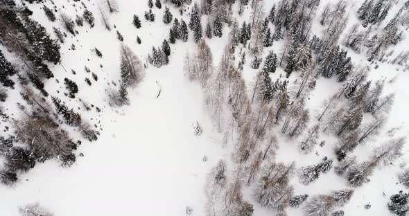 Forward Overhead Vertical Aerial Above Woods Snowy Forest