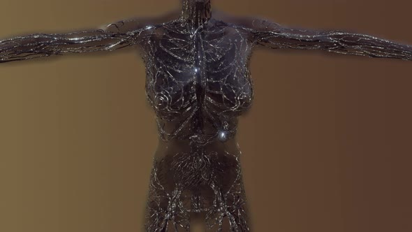 Analysis of Human Blood Vessels Anatomy Scan alt