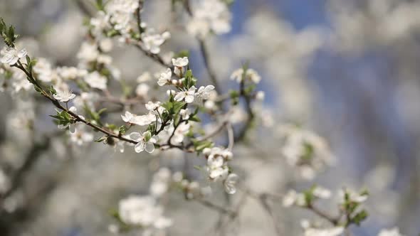White Prunus Cerasus Blossoms Against Blue Sky Early Spring