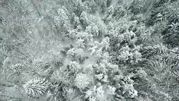Flight over snowstorm in a snowy mountain coniferous forest alt