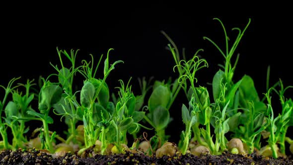 Peas Beans Germination on Black Background alt