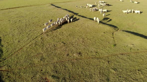Cattle herd grazing at sunset alt