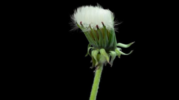 Opening Dandelion. Time Lapse With Alpha Channel 