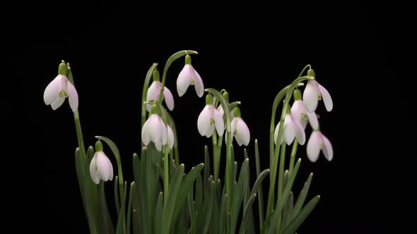 a Bouquet of Spring Galanthus on a Black Background Spring Snowdrops Time Lapse Alpha Channel alt