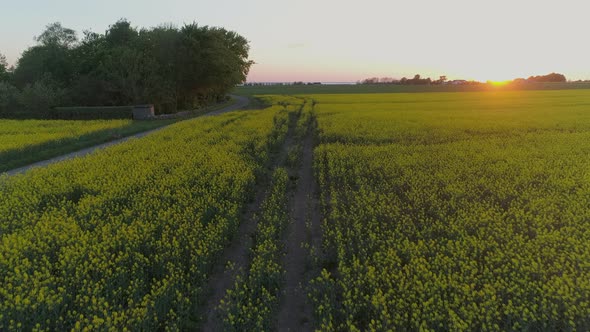 Drone Shot Flying up Over Rapeseed Field