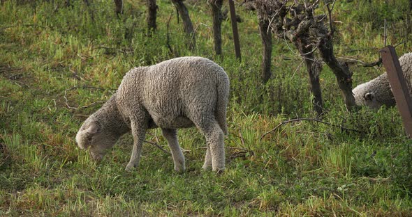 Domestic sheeps ( merinos d Arles), grazing in the vineyards, Occitanie, France alt