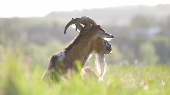 Domestic Milk Goat with Long Beard and Horns Resting on Green Pasture Grass on Summer Day alt