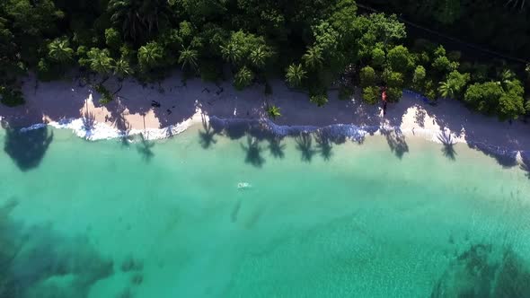 Virgin Unspoiled Caribbean Tropical White Sandy Beach Aerial Drone View