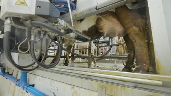 Automated Robotic Arm Washing Cow's Udder In Milking Parlor, Low Angle ...