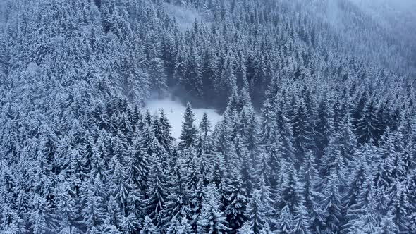 Drone Circle Around Dark Pine Forest During Heavy Snowfall alt