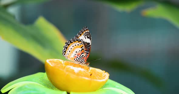 Picture of Beautful Colorful Butterfly on Lemon