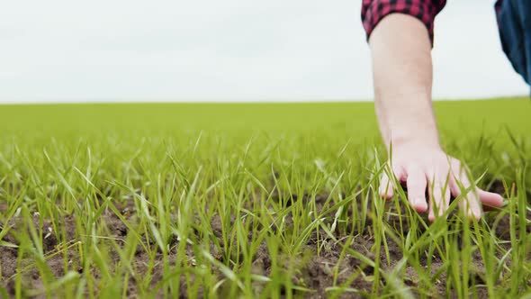 Man Farmer Working in the Field Inspects the Crop Wheat Germ Natural a Farming alt