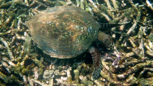 Hawksbill Sea Turtle Slowly Swimming in Blue Water Through Sunlight Try to Find Food on Coral Reef alt