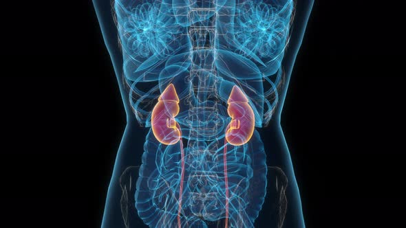Female kidney 3d hologram