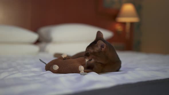 Cute Abyssinian Cat Playing with a Mouse and a Piece of Paper alt