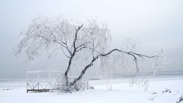 Willow Tree In Winter