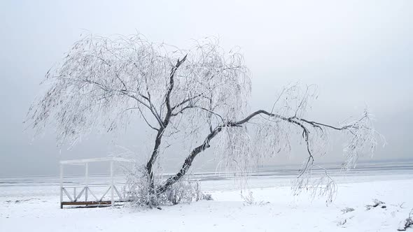 willow tree in winter