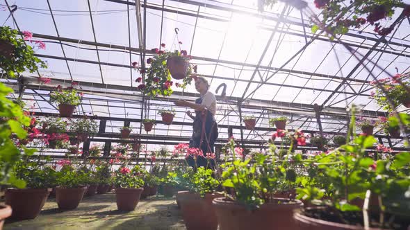 Gardener Walks Along Way Between Pink Flowers in Greenhouse
