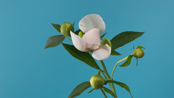 Timelapse of Blooming White Peony Outdoors. Flower Opening Backdrop. alt