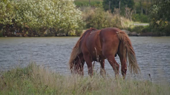 Brown Horse Grazing Fresh Grass alt