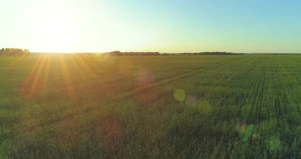 Low Altitude Flight Above Rural Summer Field with Endless Yellow Landscape at Summer Sunny Evening alt