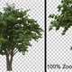 Nut Breezy Tree Vol2 - Alpha channel - VideoHive Item for Sale