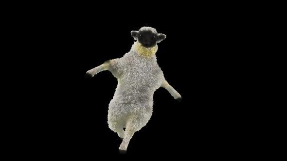 08 Sheep Dancing HD alt