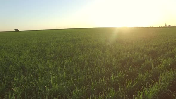 sugar cane plantation farm sunset usine in background