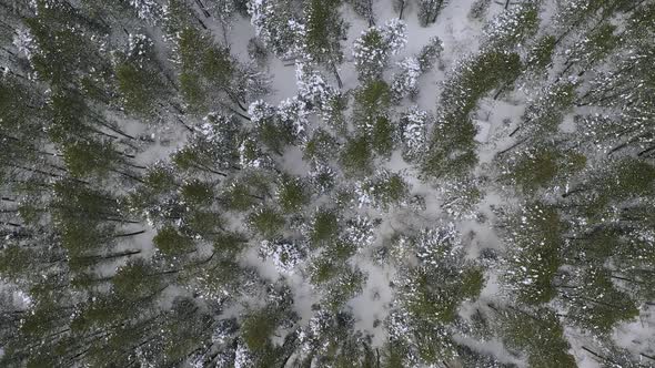 View looking down at pine tree forest in winter flying towards the ground alt