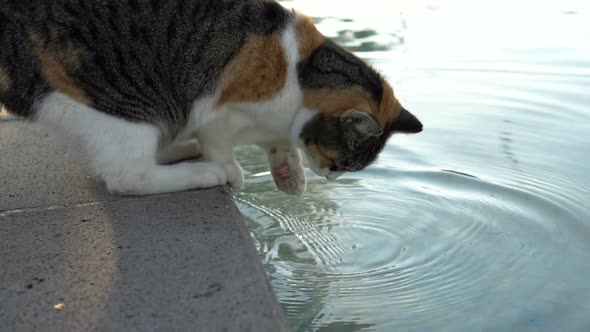 A cute multi colored cat is playing with water