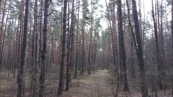 Trees in a Pine Forest During the Day Aerial View alt