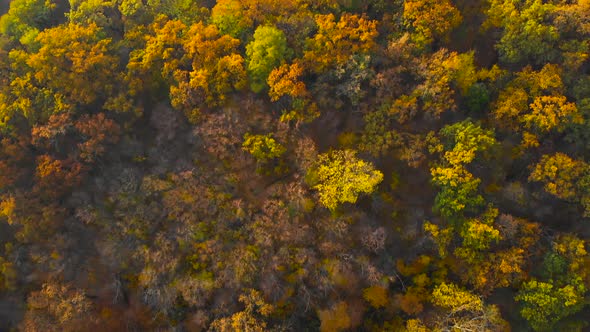 Autumn Landscape View of the Autumn Trees