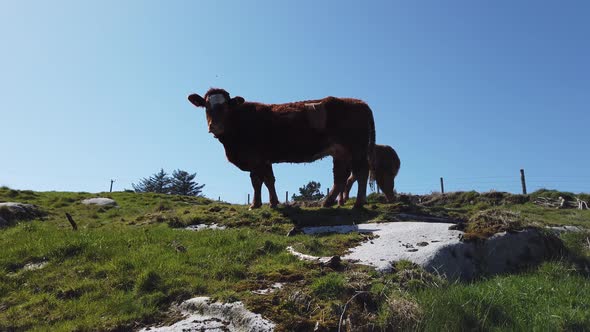 Curious Cow and Calve Looking Down Into the Camera During the Covid-19 Pandemic alt